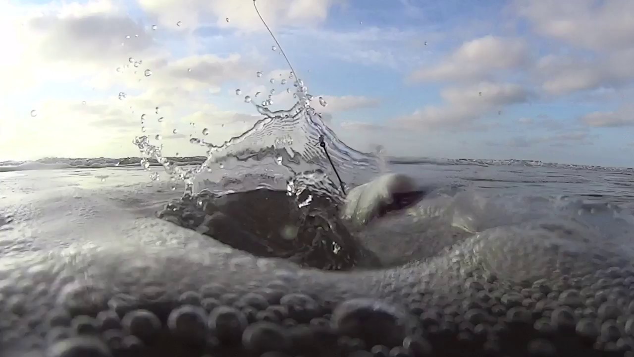 P&ecirc;che en mer du Nord 2017 HD - Nature Revelations