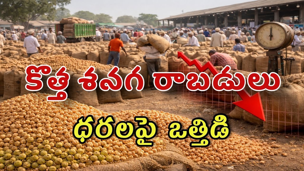 పెరిగిన కొత్త శనగ రాబడులు..ధరలు మందగమనం లో చలించే అవకాశం..