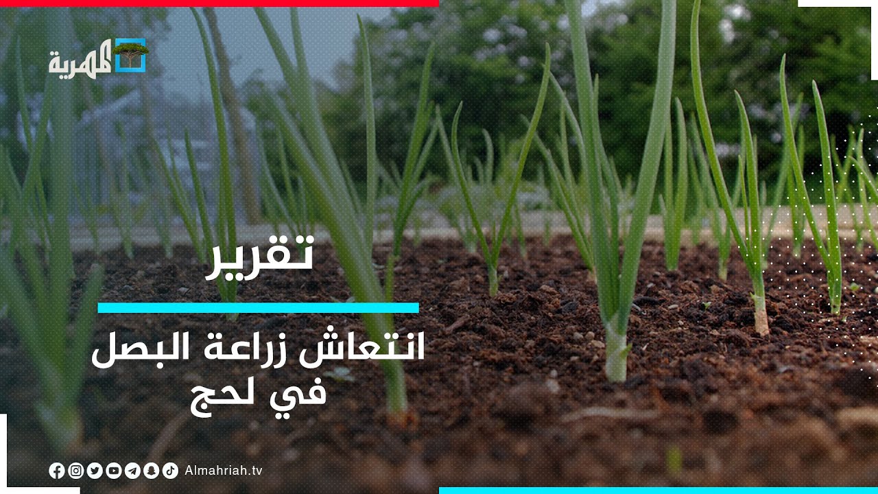 انتعاش زراعة البصل في لحج والمزارعون يقومون بتصديره إلى الخارج لتجنب كساده