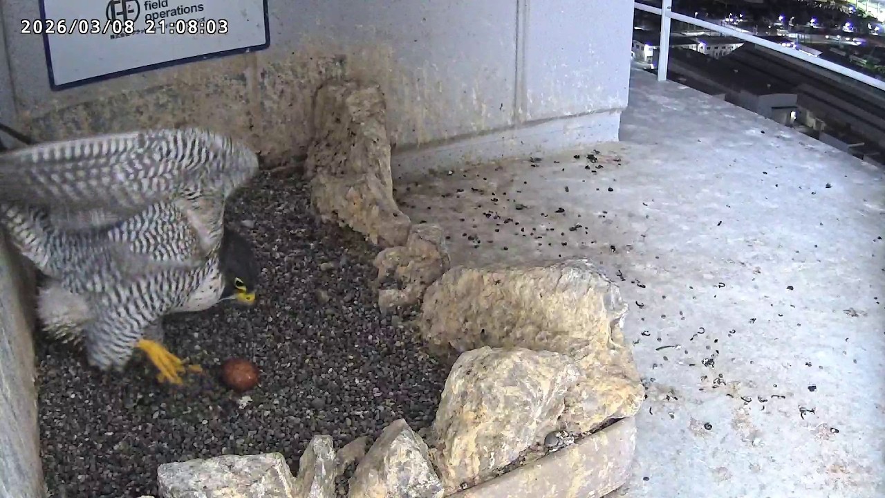 2026-03-08 (21:07) First Egg of 2026!/Osaka Peregrine Falcons/2026年の第1卵です！