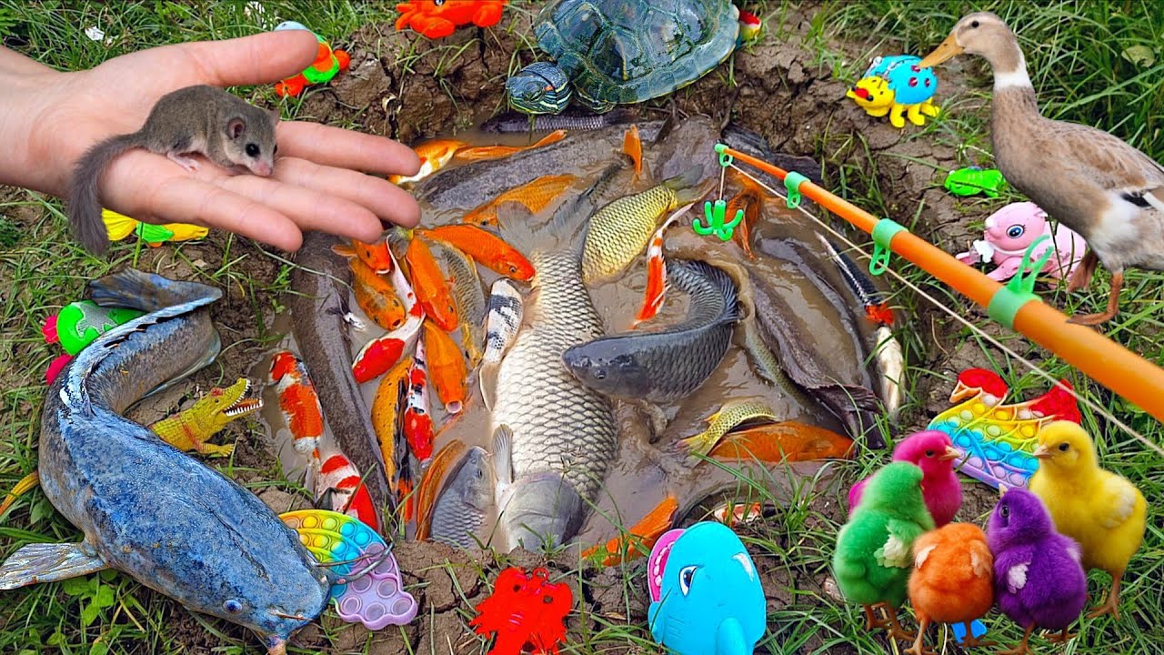 Mancing banyak ikan hias di kolam, ikan lele besar, ikan mas, ikan cupang, ikan besar, bebek, ayam