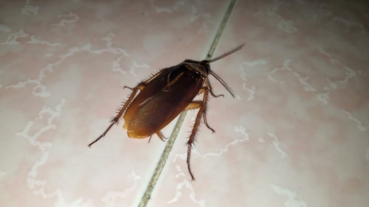 Chasing a Cockroach. A cockroach secretly crawled into my bedroom while I was sleeping, woke me up