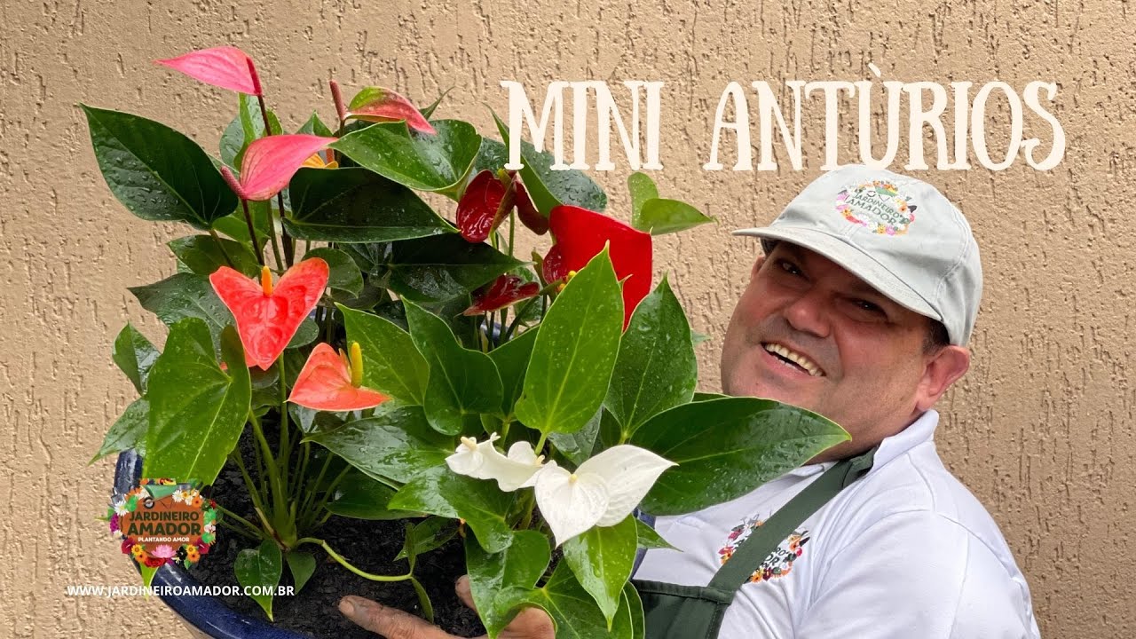 Mini antúrios - segredos para plantar em vaso