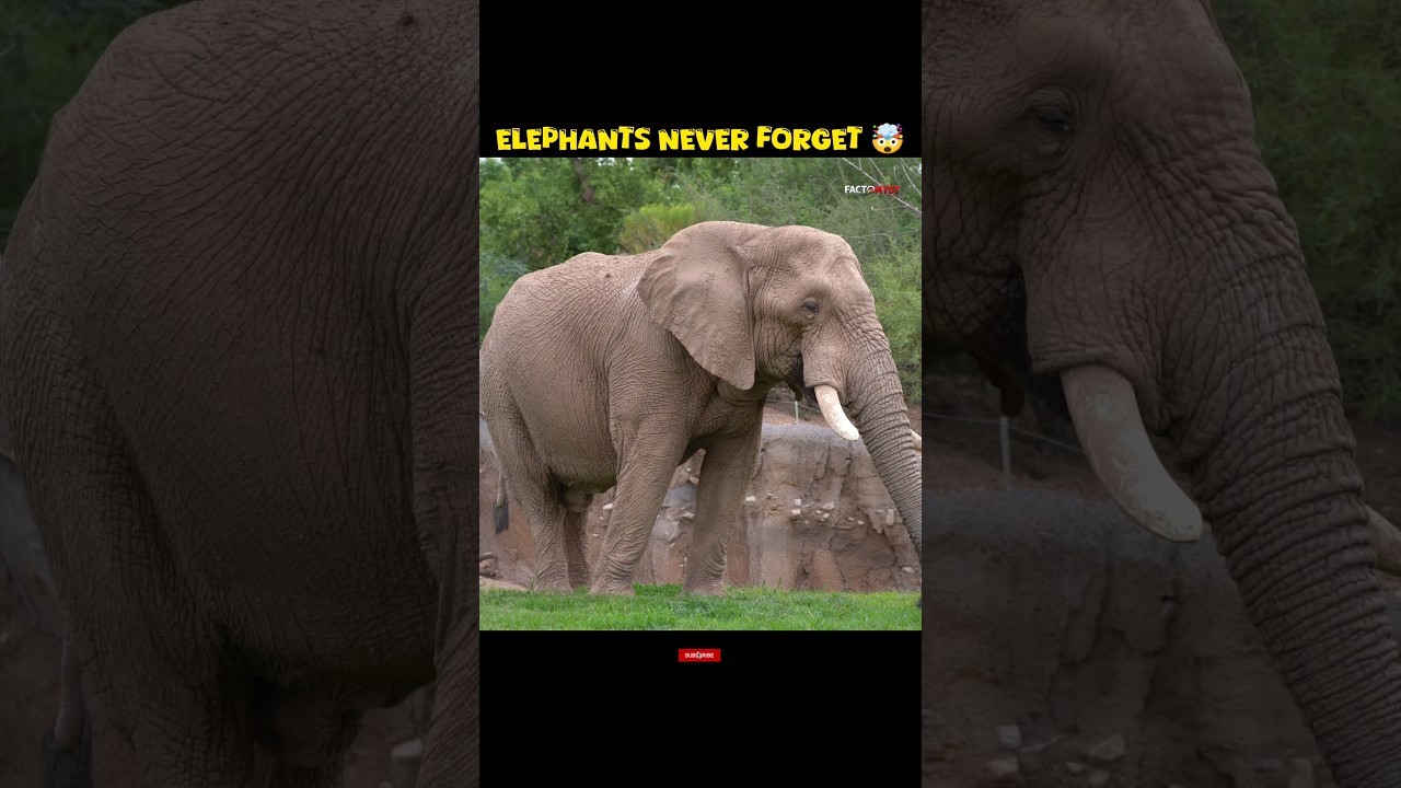 Elephants Never Forget 
