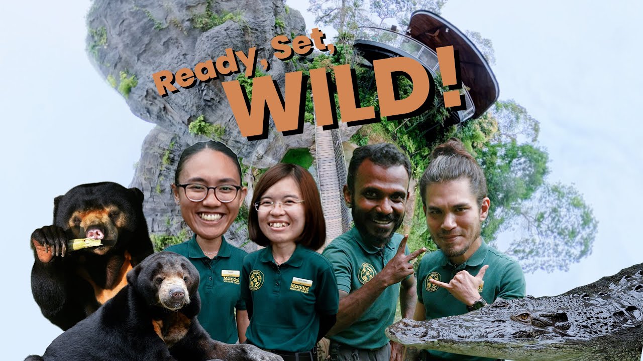 Ready, Set, Wild! Big moves and different challenges for our estuarine crocodile and sun bear!