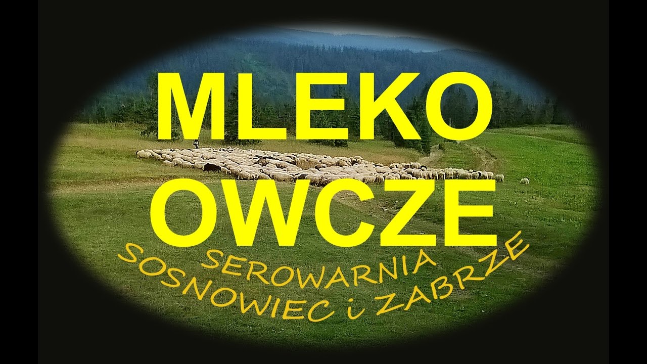 Mleko i sery OWCZE bundz bryndza redykolki oscypek żętyca SEZONOWOŚĆ