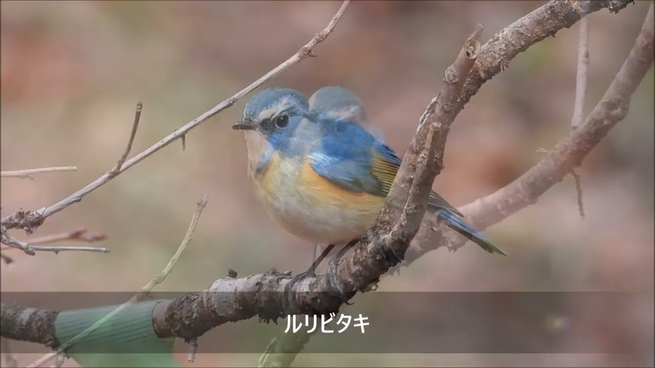 ★トトロの森で野鳥探索