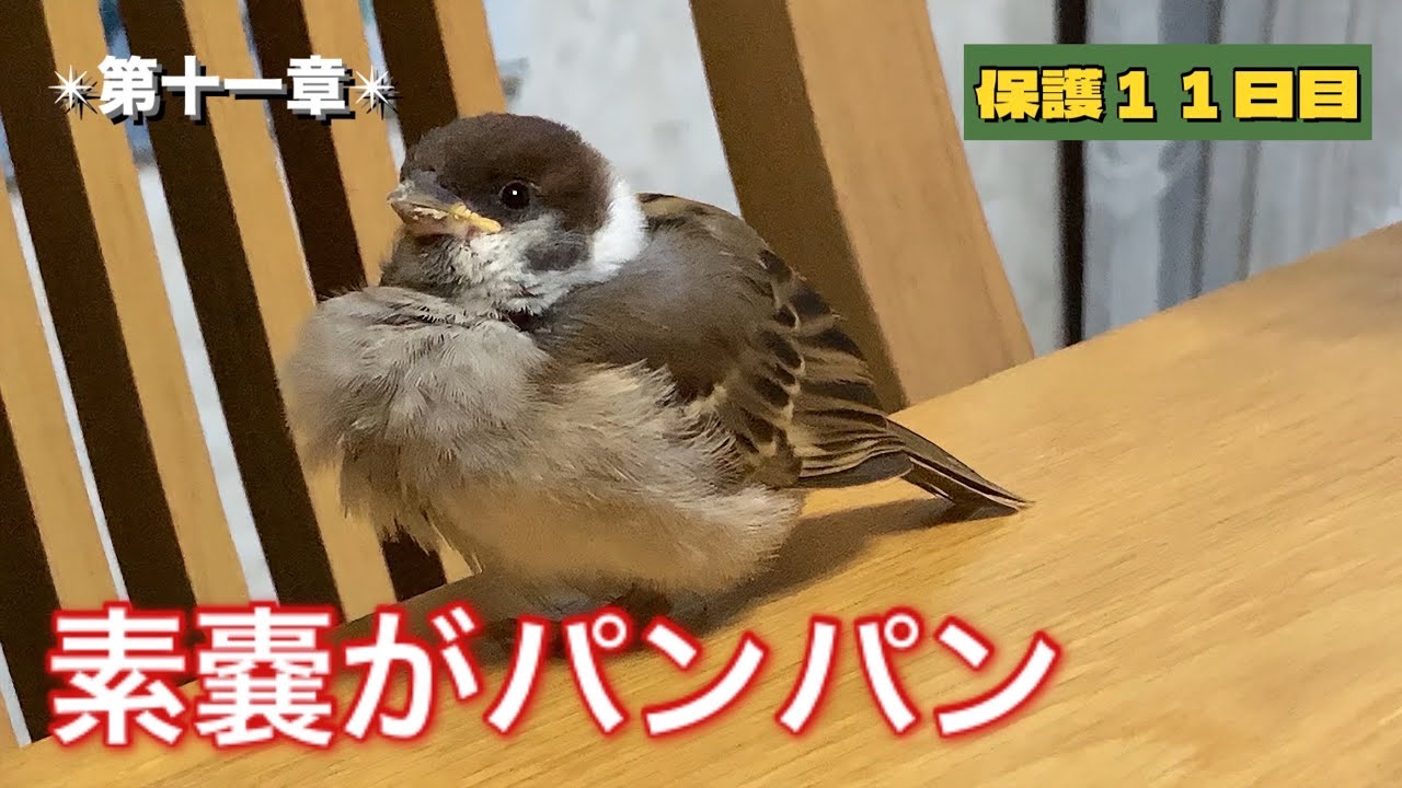 保護雀【12】食べて・遊んで・寝る（2025年8月2日）