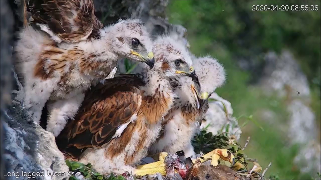 הקרפדה שכמעט ברחה - Israel Raptor Nest Cam - עופות דורסים בשידור חי