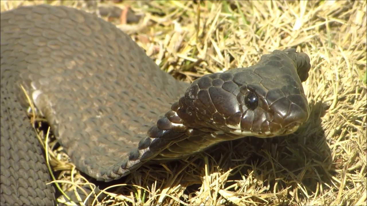 Rinkhals (Hemachatus haemachatus)