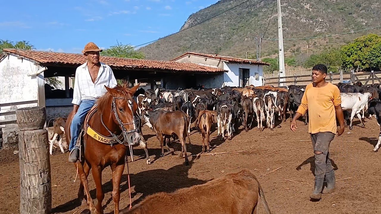 MANDAMOS 2 CARRETAS DE GADO PRO PARA  FAZENDA MANOEL SAO PAULO 26 de novembro de 2025