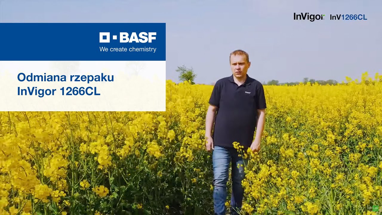 Dowiedz się więcej o odmianie rzepaku ozimego Invigor 1266 CL