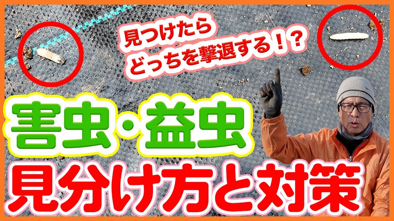 家庭菜園や農園で冬の害虫対策！害虫・益虫の見分け方や害虫を減らすための対策を徹底解説！【農園ライフ】