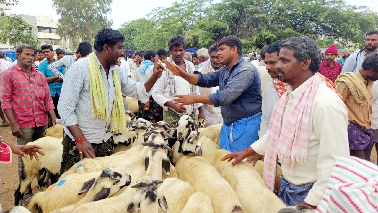 పెబ్బేరు సంతలో రసవంతంగా నడిచిన నెల్లూరు జూడీపీ పొట్టేళ్ల వ్యాపారం-pebbair sheep market-pebbair santa