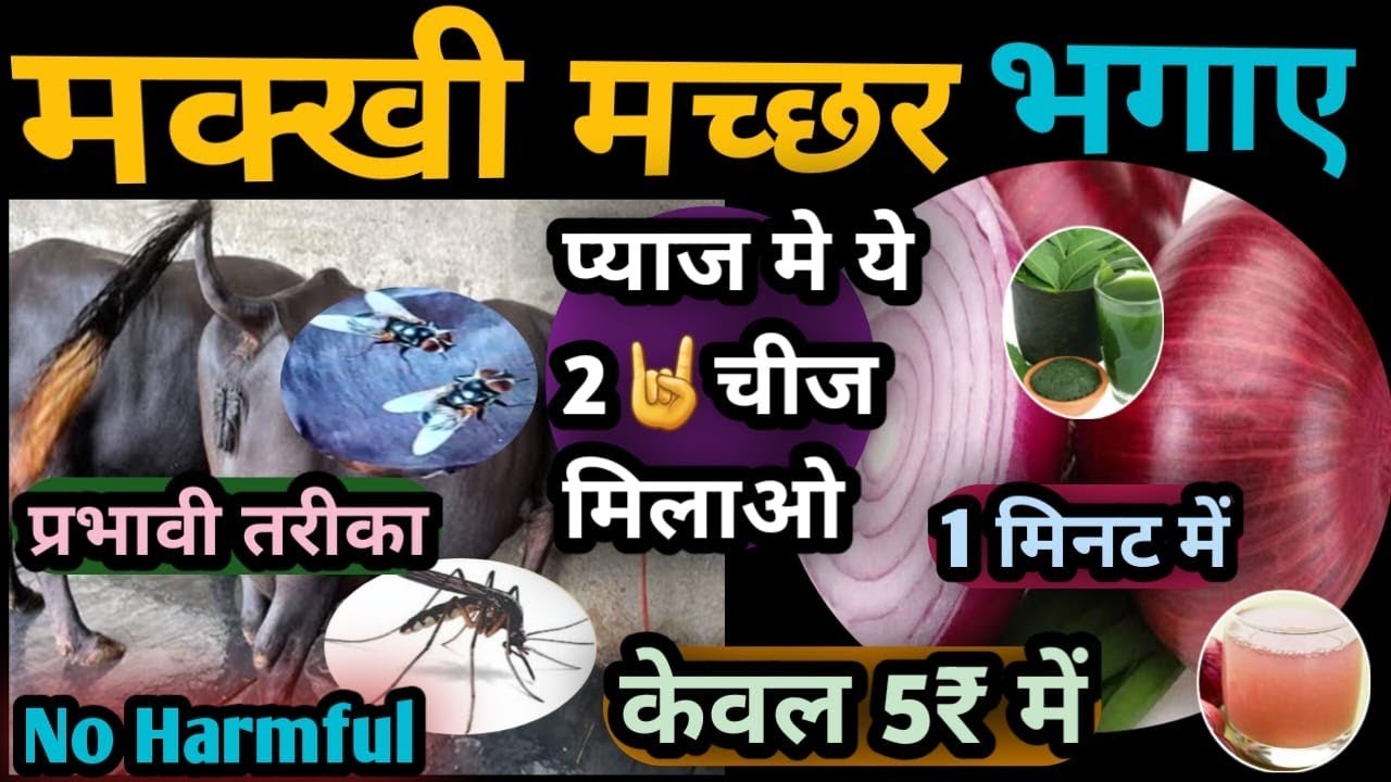 मक्खी मच्छर नजदीक ही नहीं आएंगे👆प्याज में ये 2 चीजे मिलाओ||Gay Bhains ko Makhi Machar Se Bachaye 