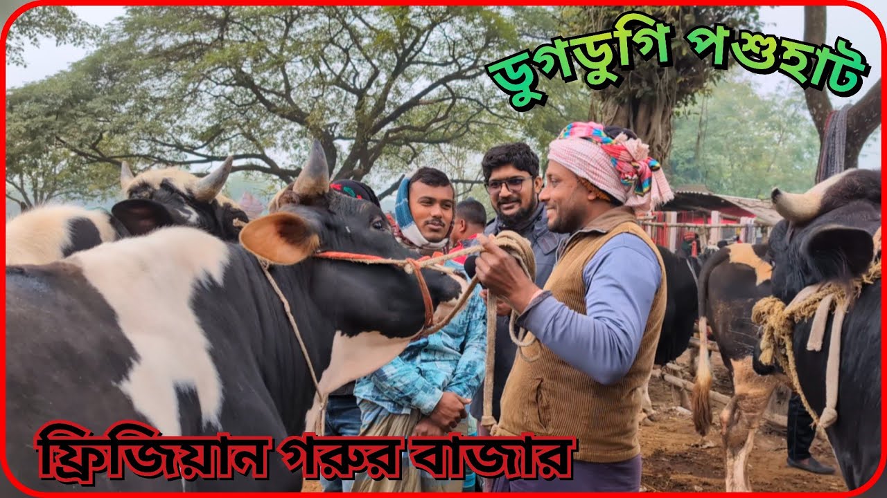 ফ্রিজিয়ান গরুর আমদানি কম: কাস্টমার কম! কনকনে শীতে|| ডুগডুগি হাট