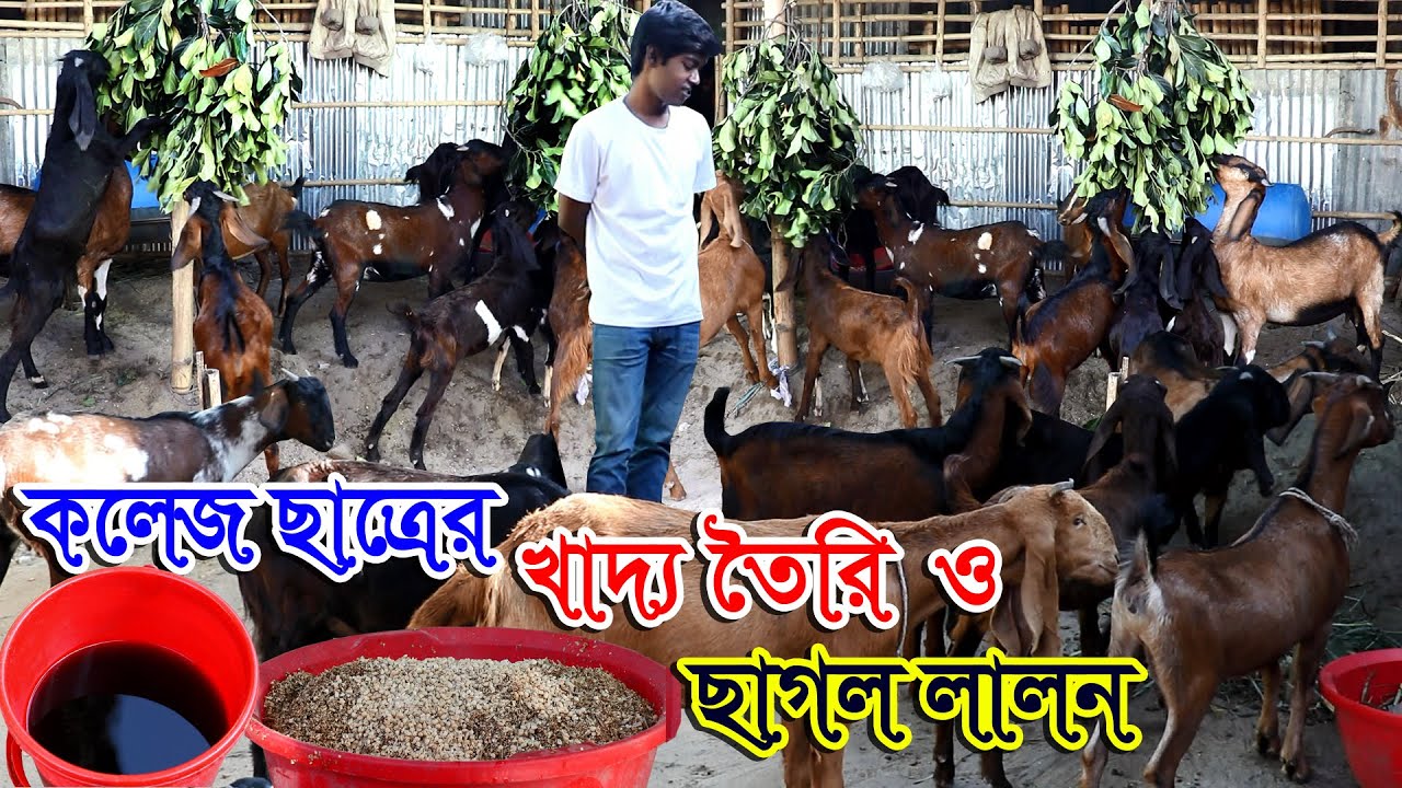 ছাগলের খামার ও ছাগলের খাবার পদ্ধতি জানুন কলেজ ছাত্রের খামার | ছাগল লালন পালন পদ্ধতি #ছাগলেরখাদ্যতৈরি