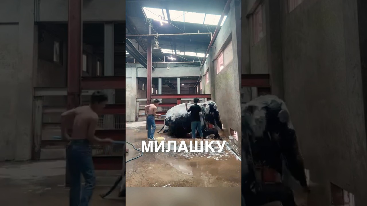 Моют слоника 🥰 #истории #история #новости #новость #shorts