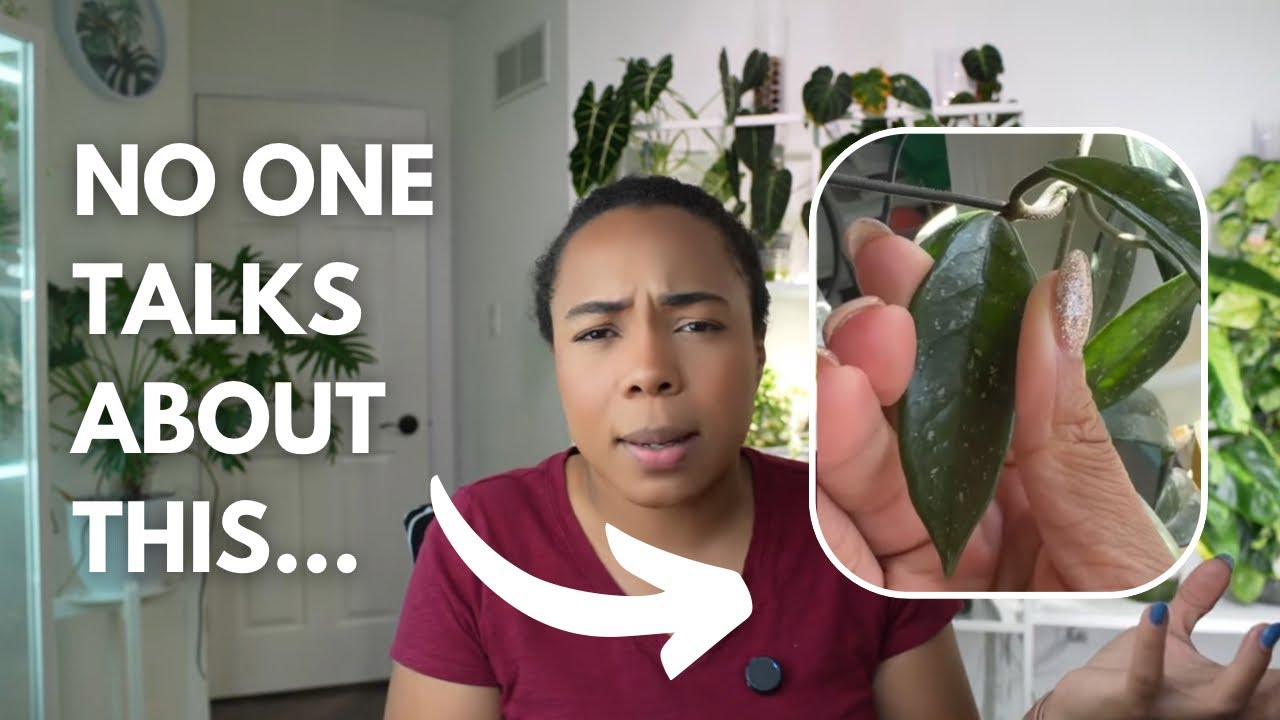 🪴Hoya Hot Takes 🌿 | What No One Tells You