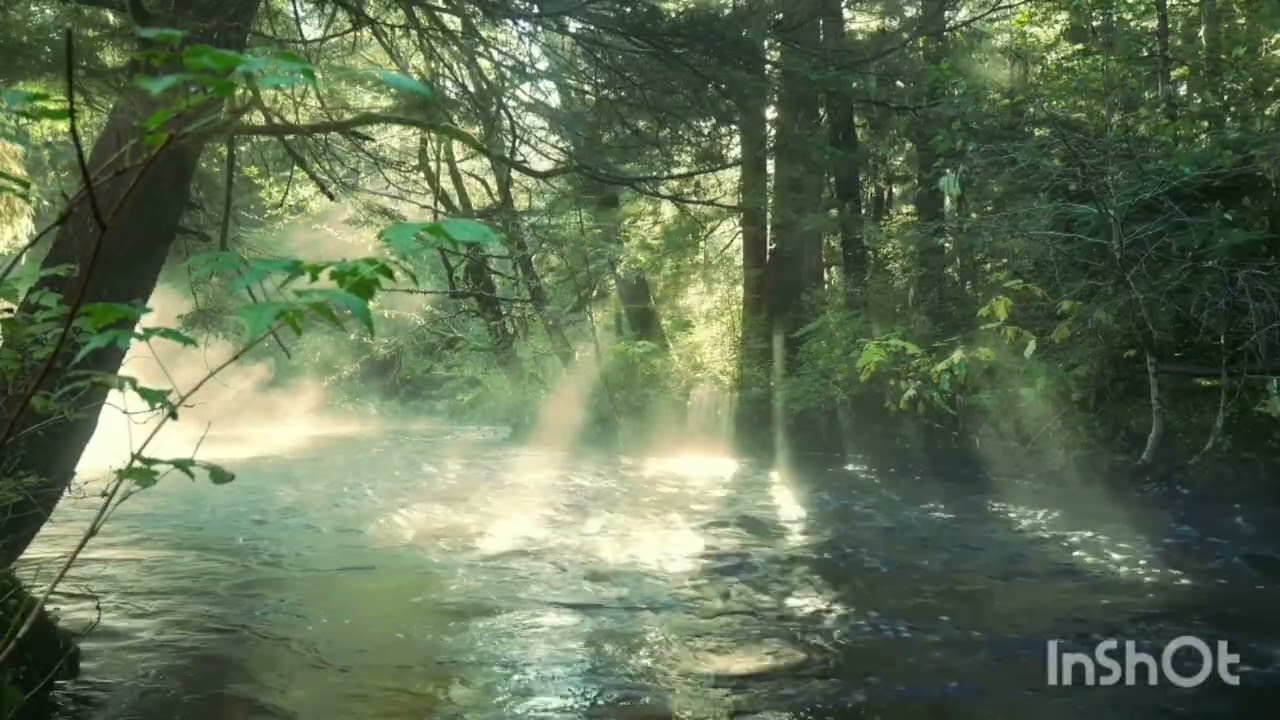 3 Hours of Forest River Sounds & Birds🌿 Nature Soundscape for Relaxation, Study & Sleep