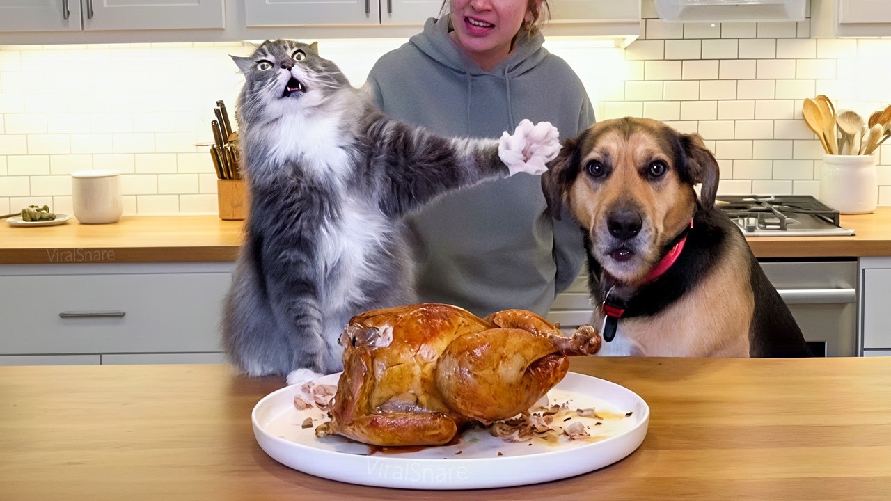 Funniest Animals Fails Ever &ndash; Cats, Dogs & More!