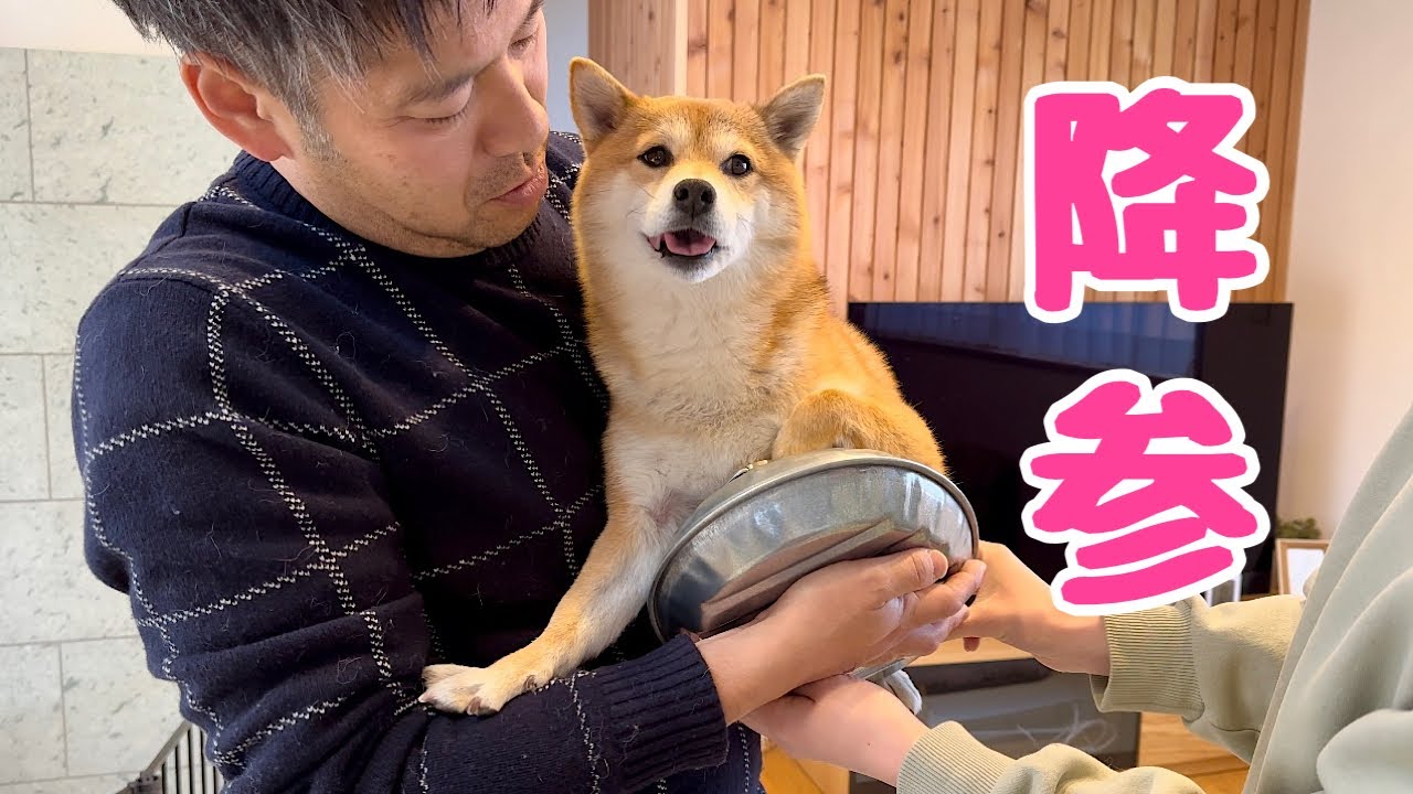 ママの強行突破に抵抗するもなす術もなく完全降伏する柴犬