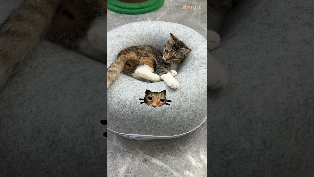 Lit donut pour chat !