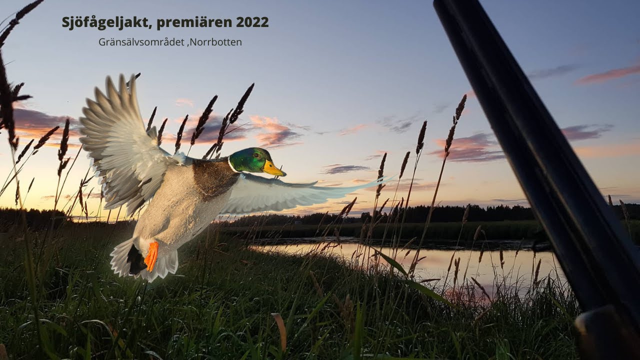 Sjöfågeljakt i Norrbotten, Sverige 2022 #1 (duck hunting in sweden, Sorsanmetsästys Tornion joki)