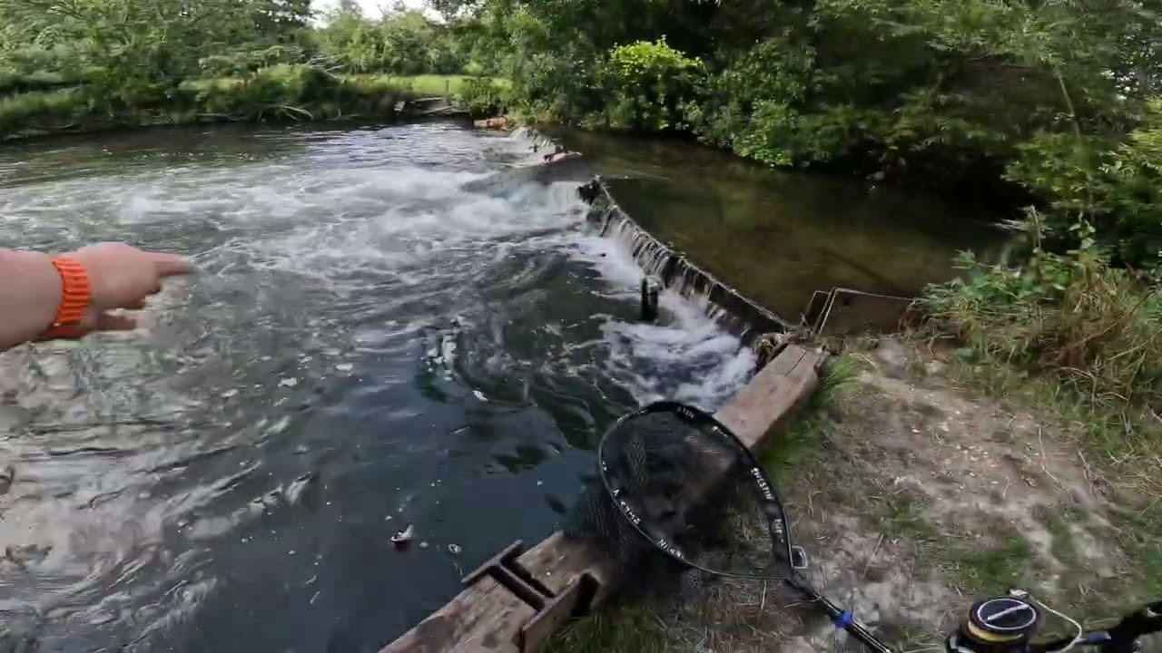 Urban Angler Lou 3x Trout in 20 minutes