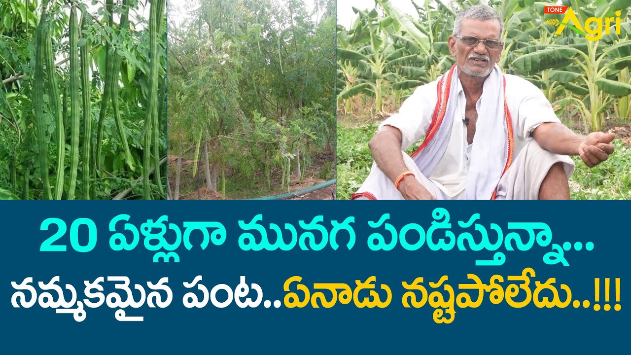 Munaga, Drumstick Farming | 20ఏళ్ళుగా మునగ పండిస్తున్నా నమ్మకమైన పంట.. ఏనాడు నష్టపోలేదు..! Tone Agri