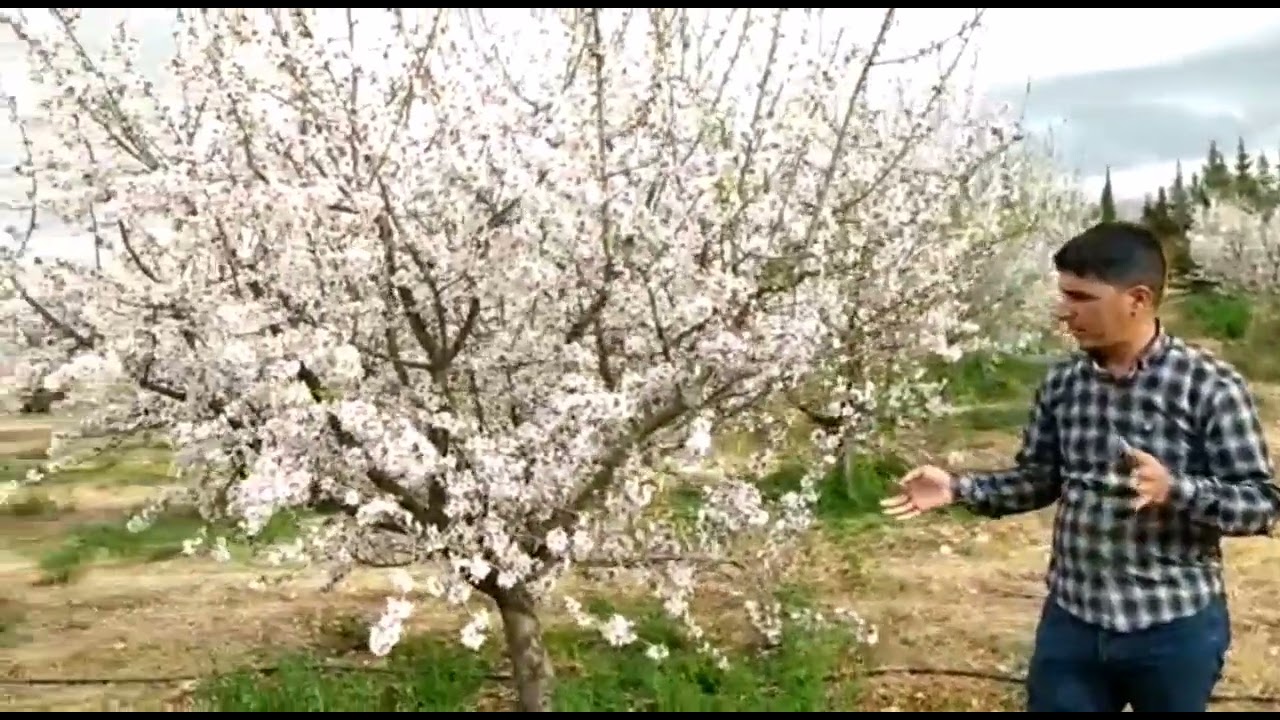 شجرة اللوز و أهم المعلومات عنها #شجرة #اللوز #المغرب