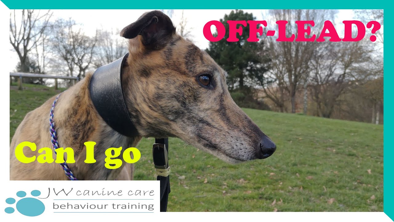 Can my greyhound go off-lead on walks?