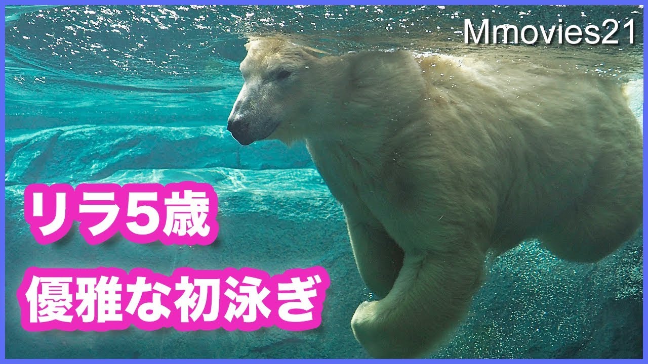 リラ5歳の初泳ぎ　カラス集団にも動じない食事風景 Polar Bear Lila