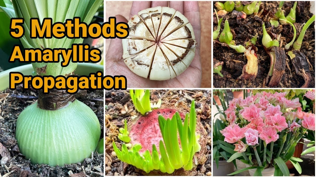 How to Multiply Amaryllis Bulbs from One to Dozens？ 5 Methods of Amaryllis Propagation