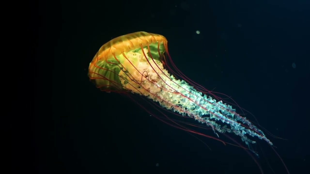 Jellyfish Imagined