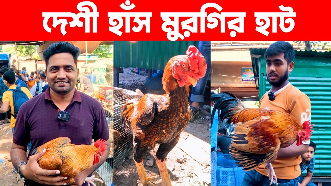 হাসনাবাদ হাঁস মুরগির হাট || Village Market || Village Market in Bangladesh || Live Village Bd