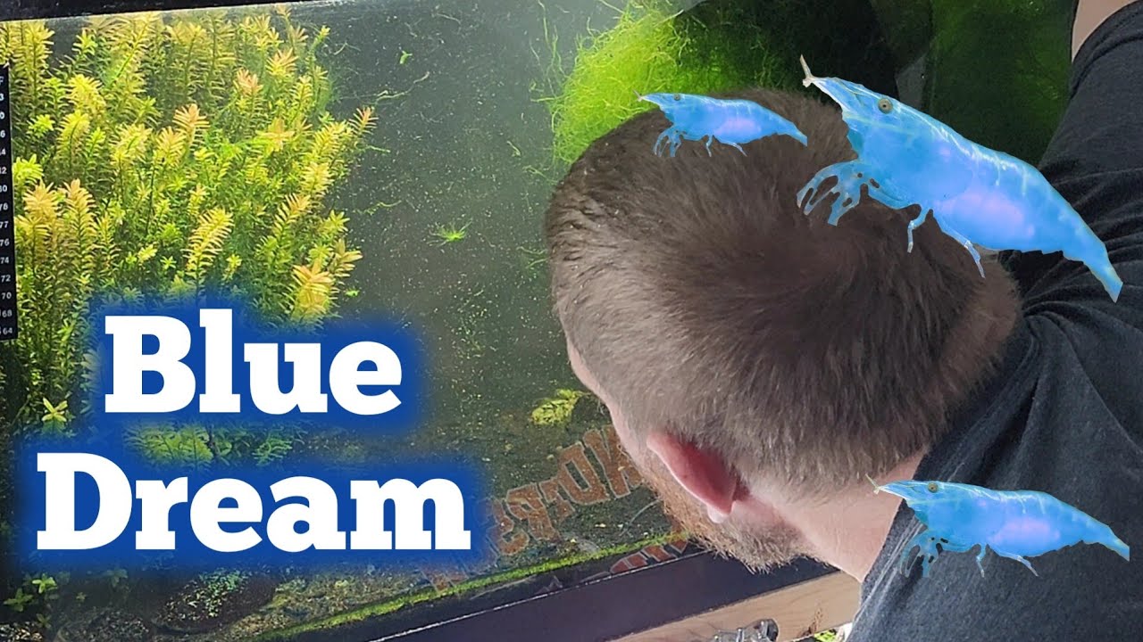 HUGE Blue Dream Shrimp Tank With 1000's of Shrimp