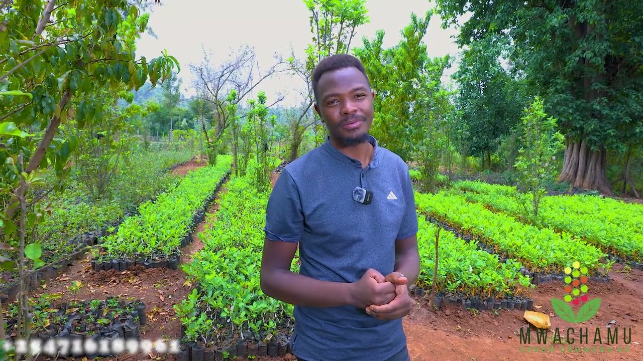 OUR MEGA APPLE  SEEDLINGS NURSERY  IN NYERI