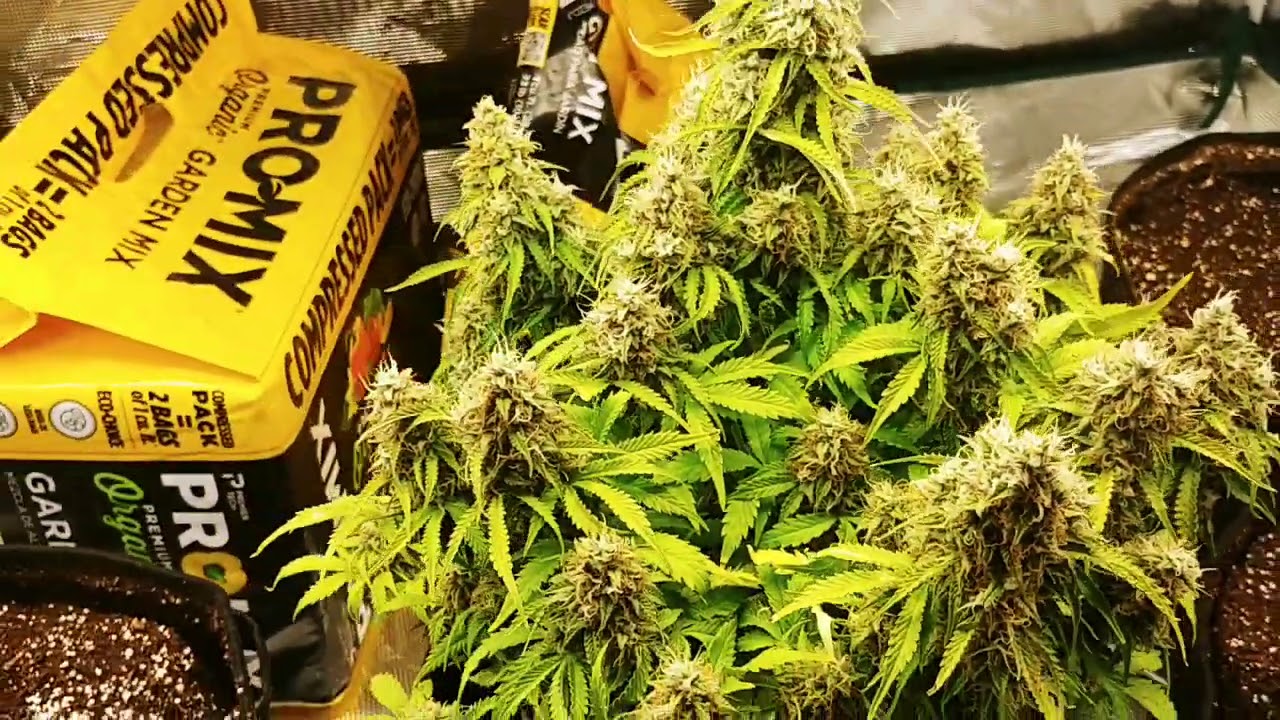 Blueberry Big Devil