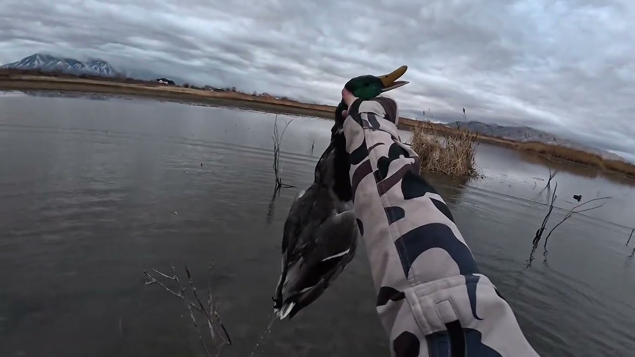 Quick Utah Duck Hunt!!!