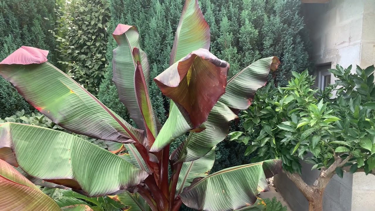 bananier pourpre ensete maurelli , bananier d'abyssinie