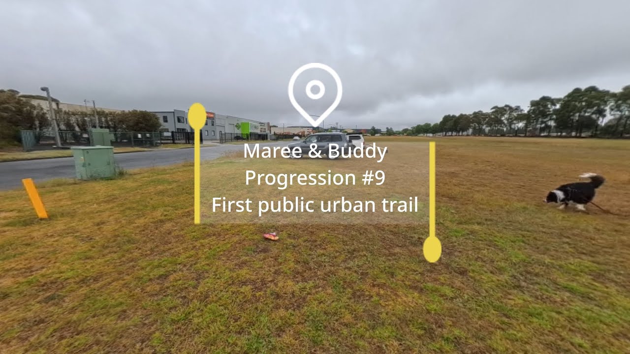 Urban Mantrailing for Busy Border Collies | Buddy in Braemar NSW
