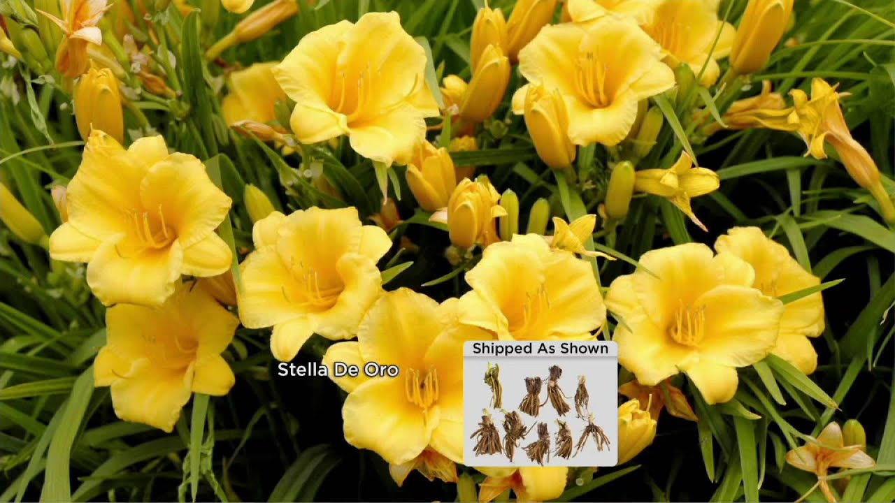 Cottage Farms, 9-секционный вечноцветущий лилейник Stella D'Oro, цветущий на QVC