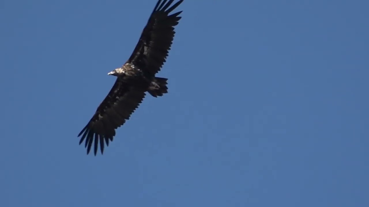 Monniksgier - Eurasian Black Vulture (aegypius monachus)