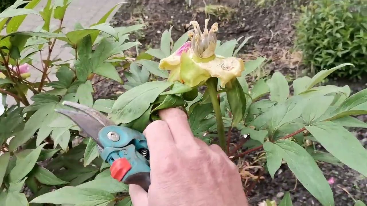 Strauchpfingstrosen, Rückschnitt nach der Blüte am 13. Mai 2022