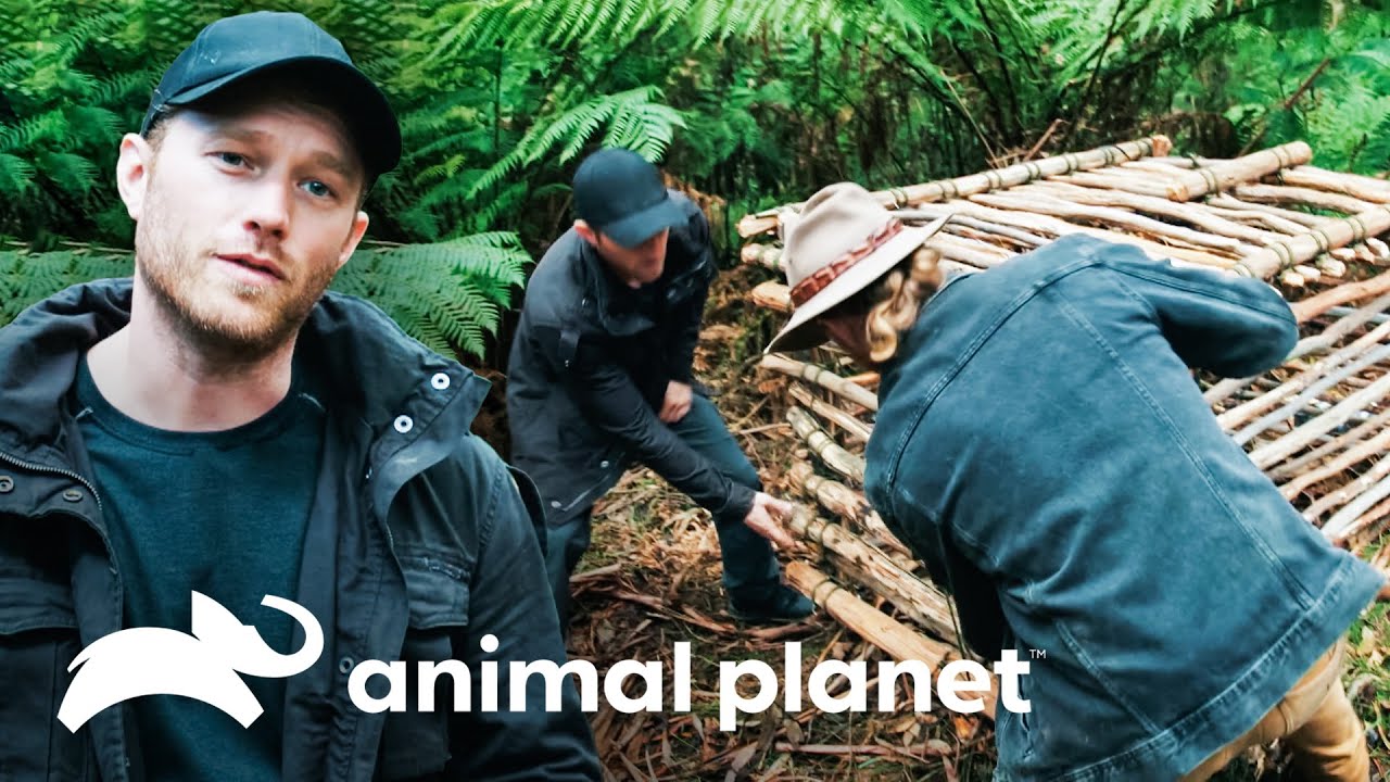 Construyendo una trampa para un enorme depredador | Leyendas Salvajes | Animal Planet