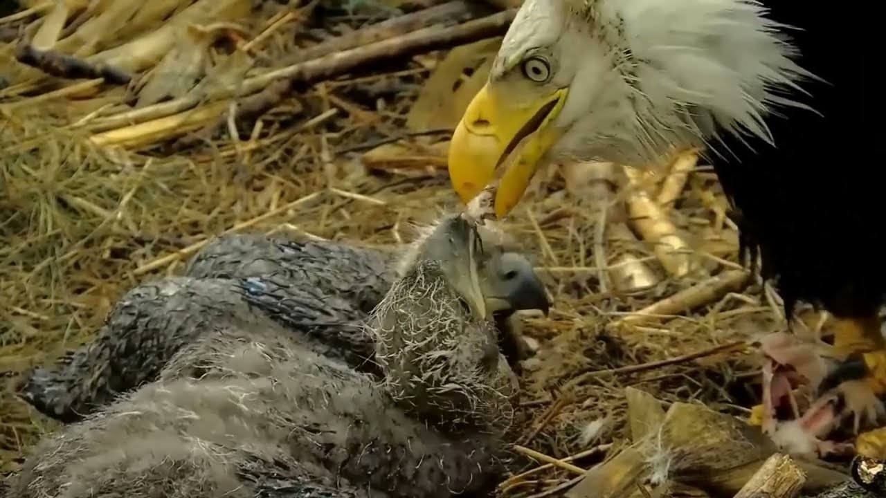 S05#162 #baldeagle | Review mother bird brings food to feed her chicks | bird nest with nature S05