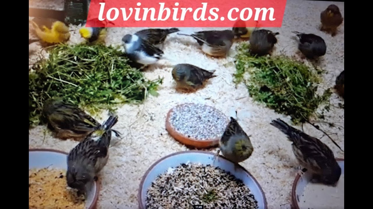 Kanarienvogel Haltung Isenberg 