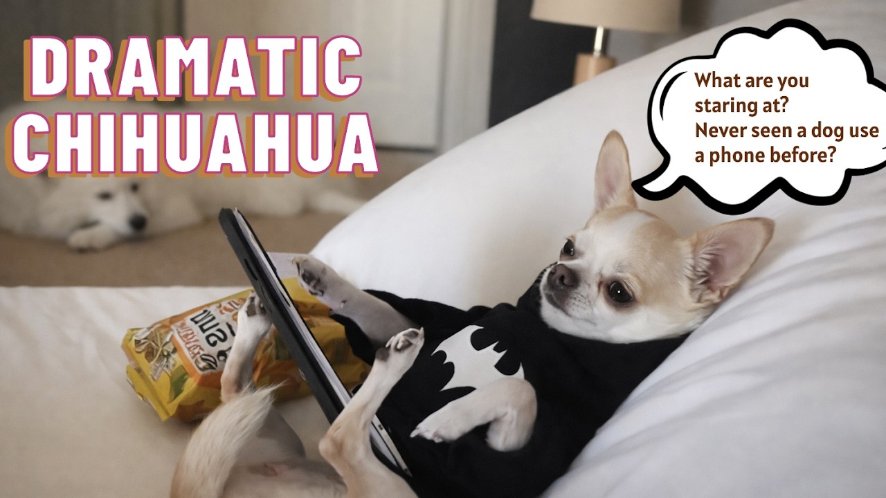 Funny Dramatic Chihuahua Moments 🤣