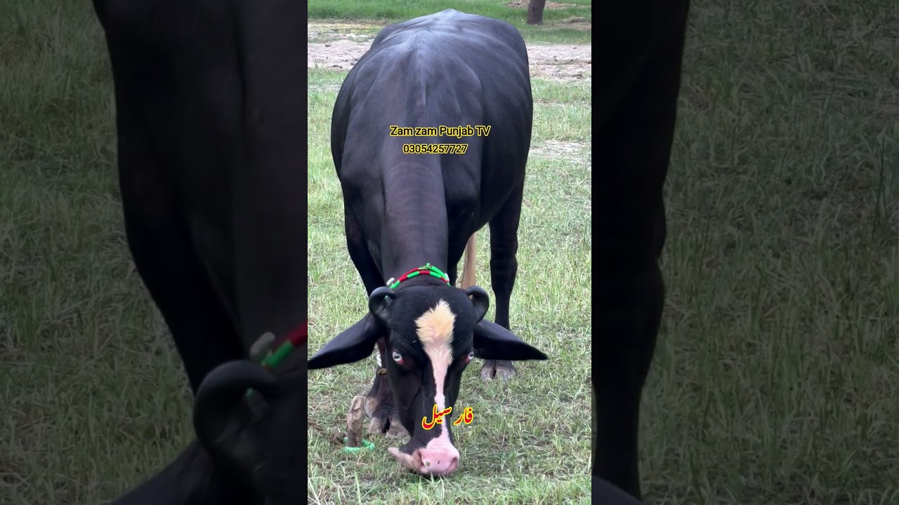 watch piure Nili Ravi buffalo for sale sheraz Kharal 12.8.2025 03054257727
